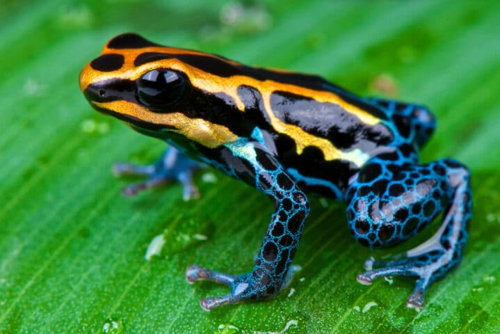 A dart frog.