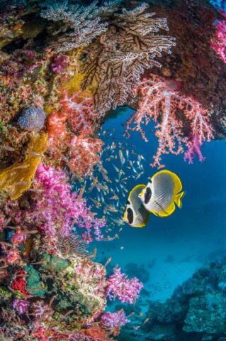 Two fish alongside a coral reef.