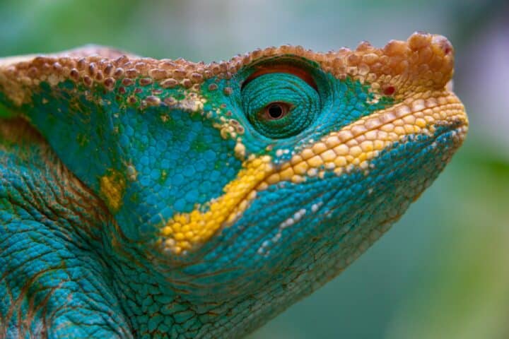 A close up of a chameleon.