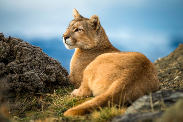 A wild puma.
