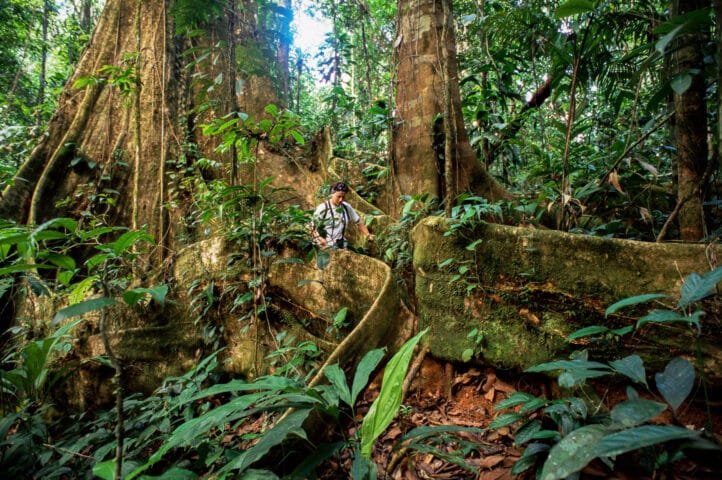 Tourist walks amongst giant roots of Campana tree, Campanario BR, Costa Rica