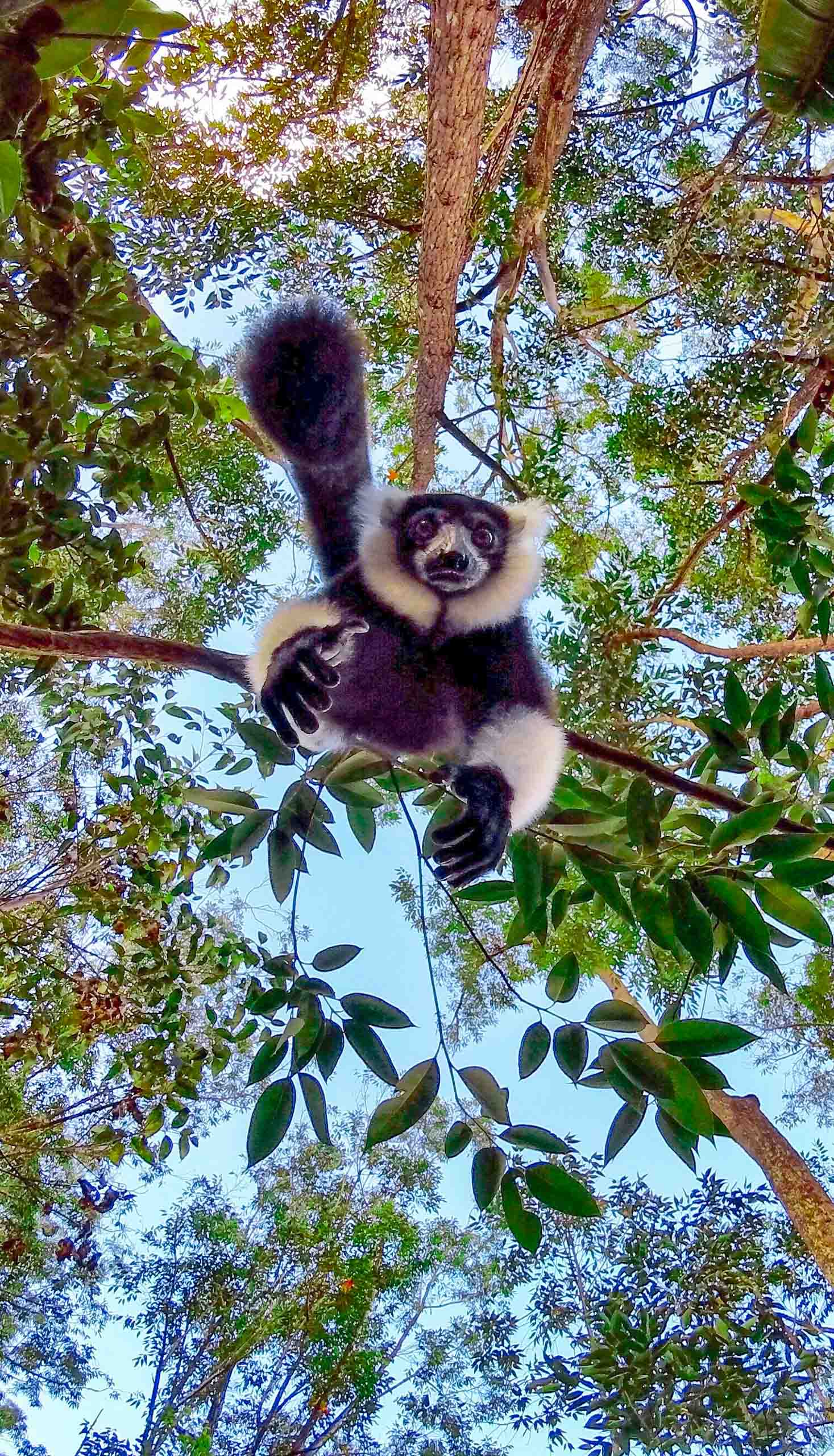 A monkey in a tree.